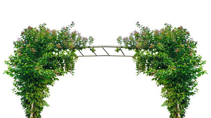 a green arbor with flowers frame, Green grass with trees and nature elements in a beautiful park...