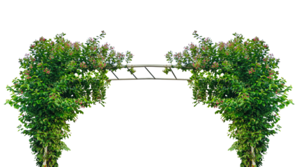 a green arbor with flowers frame, Green grass with trees and nature elements in a beautiful park landscape, Green arch in the garden with climbing plants