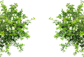 Green leaves and white flowers border, Fresh green foliage isolated on white, a spring leaf branch...