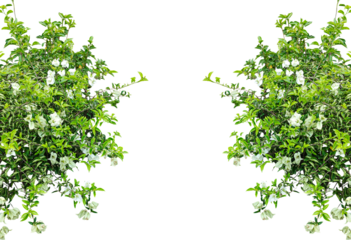 Green leaves and white flowers border, Fresh green foliage isolated on white, a spring leaf branch frame with white flower,  Fresh green foliage isolated on png