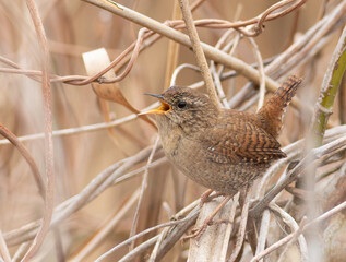 Eurasian wren, Troglodytes troglodytes. On a spring morning, a bird sings sitting on a branch