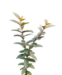 green leaves isolated, branch of a  guava tree branch with red color leaf, 