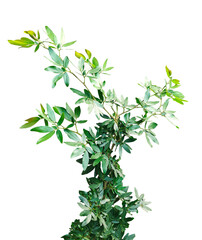 fresh herbs on png background, fresh rosemary tree branch isolated on white background, 