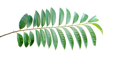 a green leaf on a branch with a transparent background, Isolated wood apple tree with green leaves on a png background, Green fern leaf isolated on white background,  © DesignerSaidur