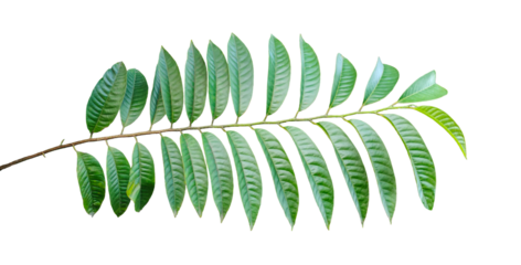 a green leaf on a branch with a transparent background, Isolated wood apple tree with green leaves on a png background, Green fern leaf isolated on white background, 