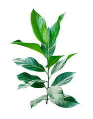 A fresh green jackfruit  leaf branch, isolated in macro closeup, signifies new spring growth...