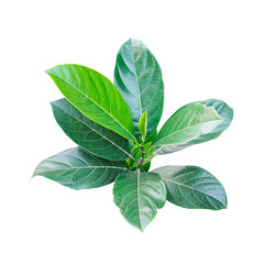 A fresh green jackfruit  leaf branch, isolated in macro closeup, signifies new spring growth...