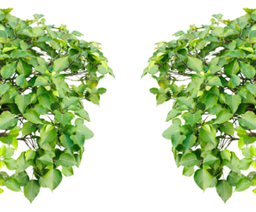 green leaves isolated on white, Green leaves frame with a natural botanical design in a fresh, spring-inspired style, two green plants frame on a transparent background, 