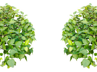 Fototapeta premium Green leaves frame with a natural botanical design in a fresh, spring-inspired style, two green plants frame on a transparent background, 
