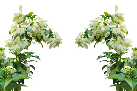 Fresh green leaves isolated wit white flower natural branch closeup border, two white flowers frame are on a transparent background, Fresh green leaves isolated on white background 