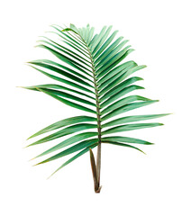 palm tree isolated, Isolated green palm and fern leaves, tropical plant growth, Fresh Palm Leaf Isolated on png Background, 