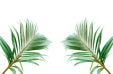 Palm tree with green leaves isolated on a transparent background in a tropical design, Two vibrant palm leaves set against a clean png background.