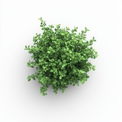 A top-down perspective of a fresh green fir tree spruce branch with needles, set against a white background