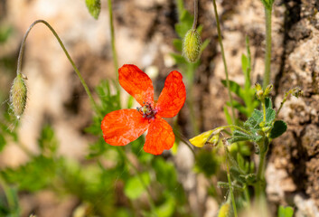 Papaver californicum is a species of poppy known by the common names fire poppy and western poppy. It is endemic to California, where it is found in Central Western California and Southwestern Califor