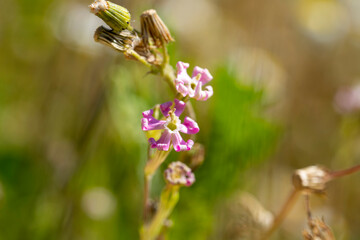 Silene colorata is a species of plant in the family Caryophyllaceae. It is native to Lebanon and...