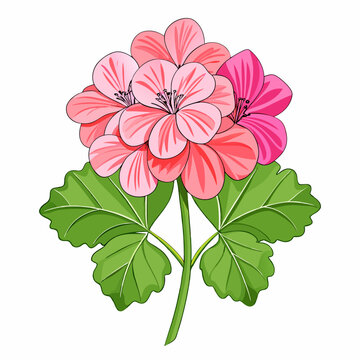 pink geranium flower green leaves white background clip art preview