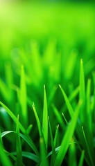 Green grass field with vibrant blades of grass, perfect for a summer backdrop,  landscape,  peaceful