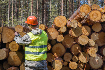 A man, a forest engineer, measures harvested timber.