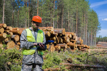 A man, a forest engineer, measures harvested timber.