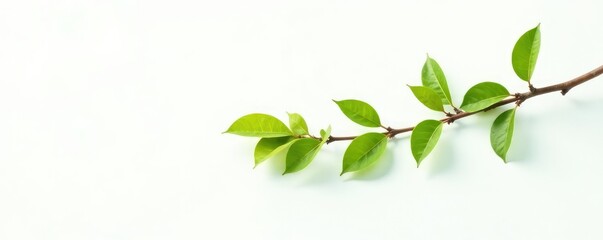 Obraz premium Isolated branch against a plain white background, foliage, minimalist, white