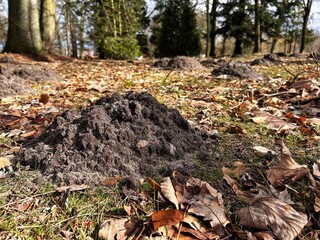 A fresh molehill rises among fallen leaves and grass in a forest clearing, signaling underground animal activity in early spring