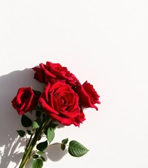 Fototapeta premium Crimson rose bouquet shadow, stark white canvas background, high resolution, white background, photography