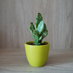 cactus in a pot