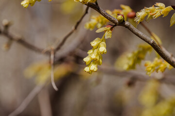 Close-up photo of yellow Corylopsis pauciflora flowers blooming in spring in March