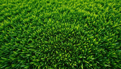 Lush green grass, perfectly manicured lawn, vibrant emerald turf