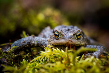 common toad frog bufo bufo