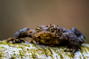 common toad frog bufo bufo