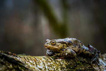 common toad frog bufo bufo