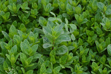 Mint plant grow at vegetable garden, mint plant in growth at vegetable garden, Dense mint plant growing, Peppermint leaf texture close up, pattern of green mint leaves, top view. Freshness organic
