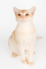 Burmese cream cat full-length on white background.
