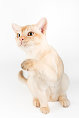 Burmese cat full-length on white background.