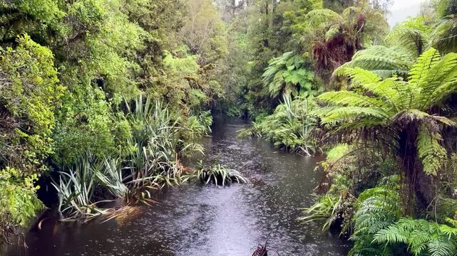 Creek flowing through lush temperate rainforest with native birdsong and soft rain, Westland Tai Poutini National Park, West Coast, South Island, New Zealand