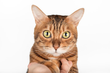 Bengal cat giving paw to owner.