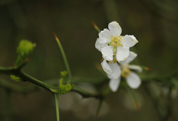 Buds of a tree, Poncirus trifoliata - trifoliate orange