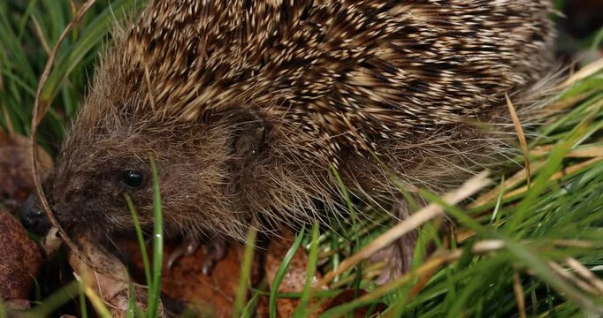 Nahaufnahme von einem Igel im Wald auf einer Wiese.