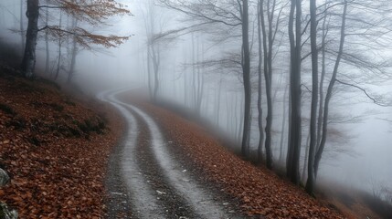 Fototapeta premium A forest trail wrapped in thick fog, with only vague outlines of trees appearing through the mist