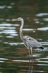 great blue heron