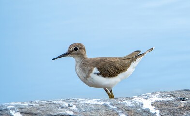 Common Sandpiper