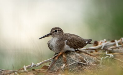 Common Sandpiper