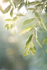 Crisp detail of an olive branch, soft shadows playing on green olives and textured leaves