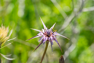Salsify. Tragopogon porrifolius is a plant cultivated for its ornamental flower and edible root. It also grows wild in many places and is one of the most widely known species of the salsify genus, Tra
