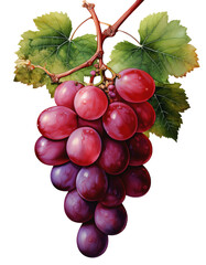 Fototapeta premium Red Grapes with green leaves on a branch isolated on a white background 
