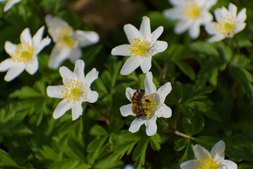 Witness the perfect harmony of nature as a bee delicately gathers nectar from a radiant white anemone flower with a sunlit yellow center, surrounded by lush green foliage.