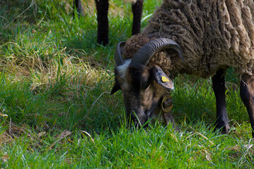 Majestic horned sheep graze contentedly on a vibrant spring pasture, surrounded by lush greenery—a serene celebration of renewal, abundance, and countryside charm.