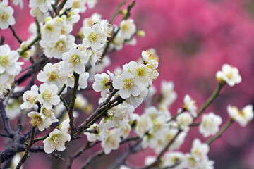 月影という名前の白梅