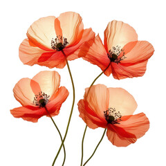 Obraz premium Crimson Blooms: Four radiant poppy flowers stand tall, their delicate, translucent petals catching the light and revealing intricate details. This image captures the beauty of nature's art.